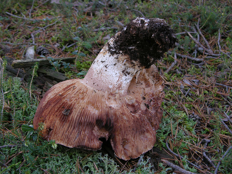 Nei boschi del mauretto..quando il gatto non c''�...